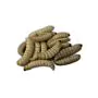 8194Thropy_Baits_Mummy_Worms_White thumbnail