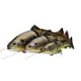 Savagear_4D_Line_Thru_Trout_20cm_MS thumbnail