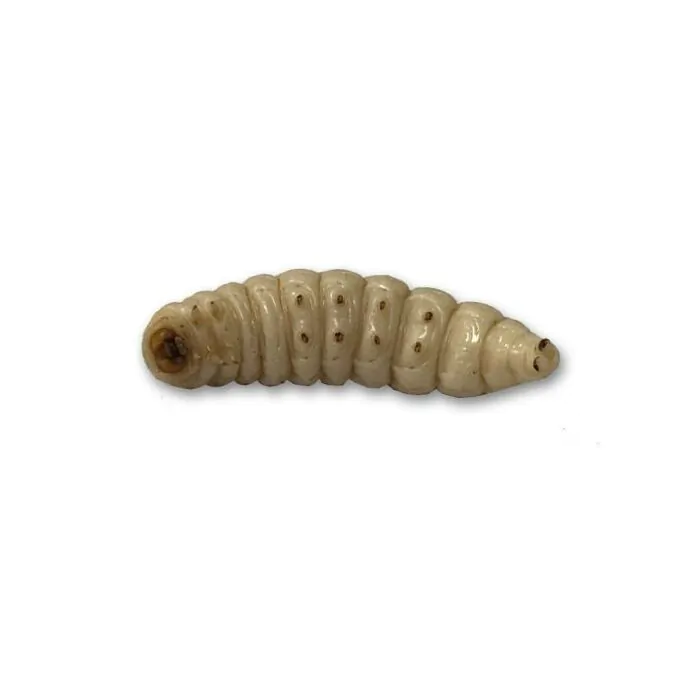 8193Thropy_Baits_Mummy_Worms_White