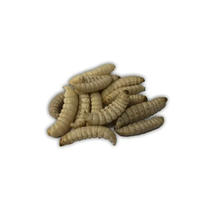 8194Thropy_Baits_Mummy_Worms_White